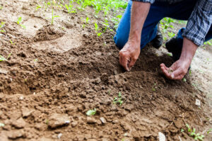 importancia-de-los-fertilizantes-organicos-en-el-jardin