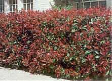 jardineria-vegetacion_2-photinia-fraselli-red-robin